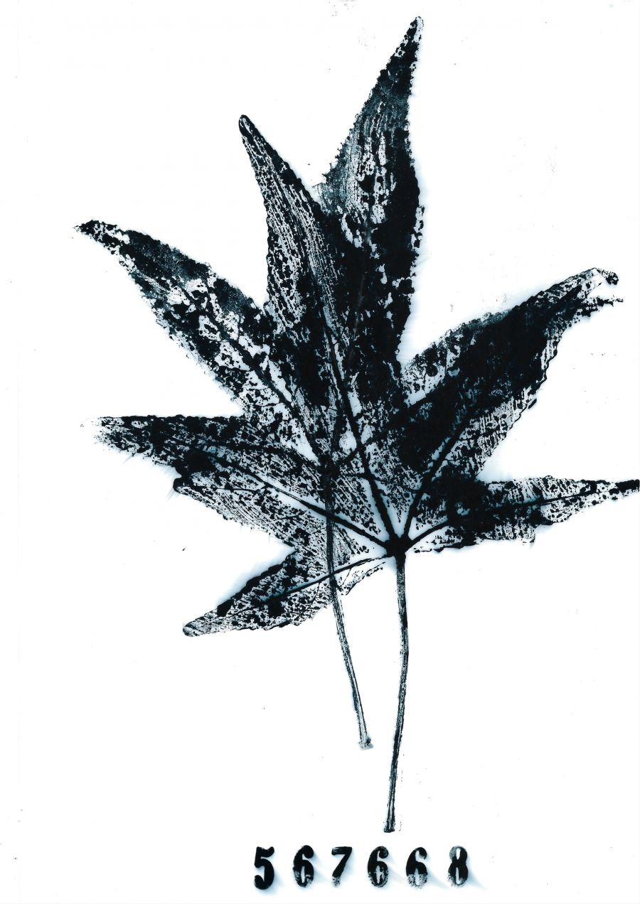 soul leaf emilio nanni 2023 (1)